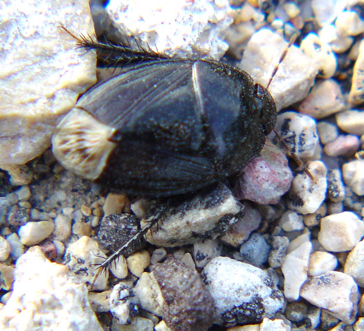 Macroscytus brunneus